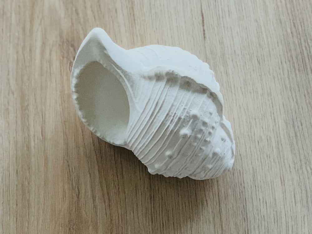 Karacola Whelk Shell